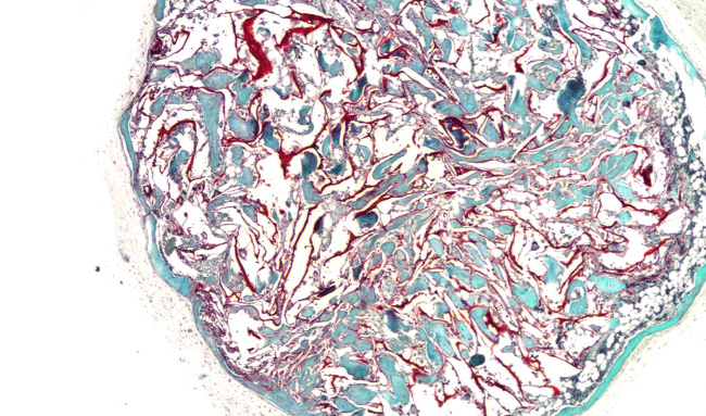 A stained section of the cryogel